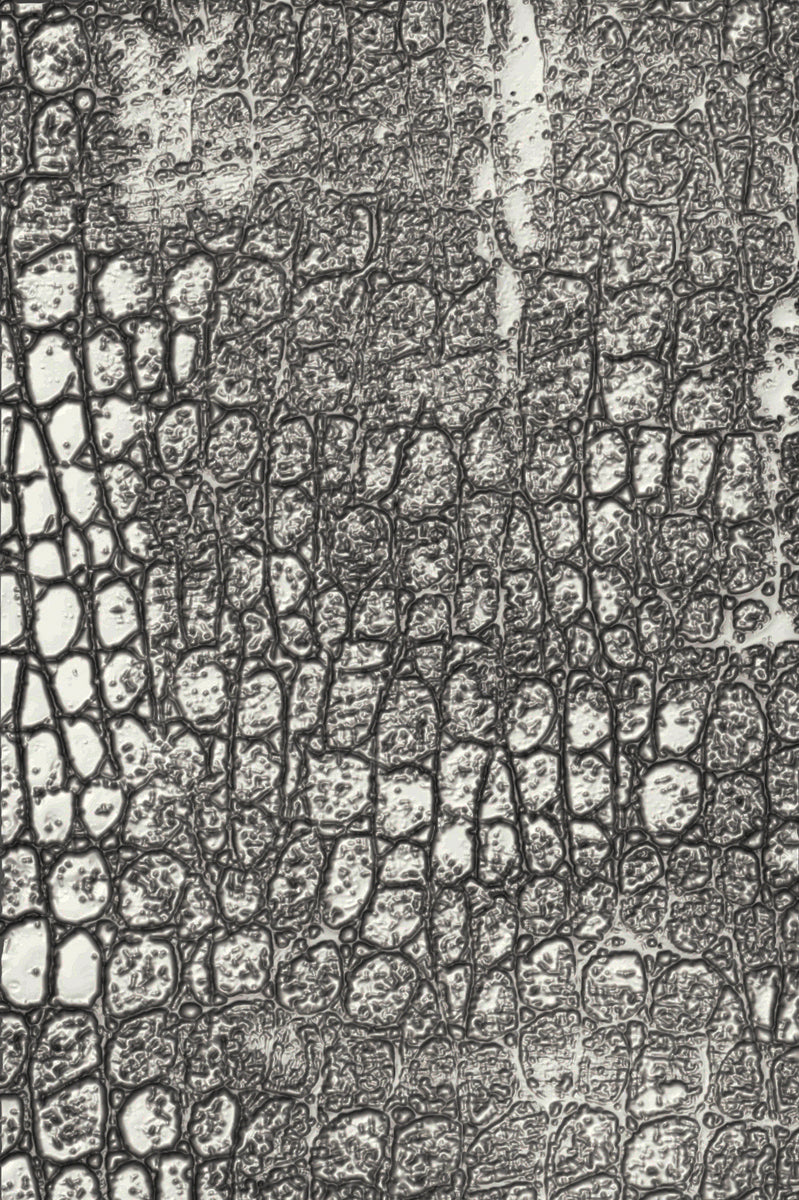 Invisible ink MDF\"S.BONES\" 13周年FRAGILES版 Tim Holtz Sizzix 3D Texture Fades - Cobblestone, Large