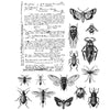 Stampers Anonymous Entomology by Tim Holtz - Cling Mount Stamps